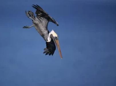 ARISTOCRATS OF THE AIR