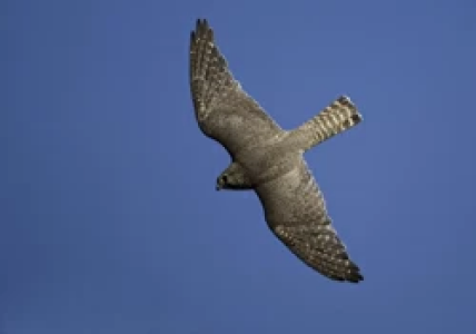 WHAT’S THAT RAPTOR?