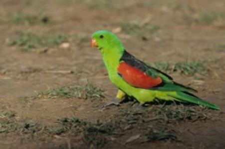 KOOKABURRAS, CURRAWONGS AND CROCODILES