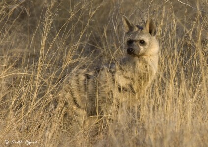Aardwolf