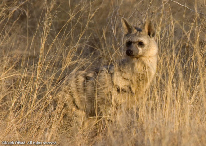 Aardwolf Aardwolf