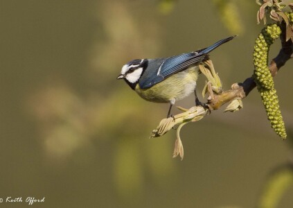Blue Tit