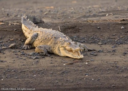 American Crocodile American Crocodile