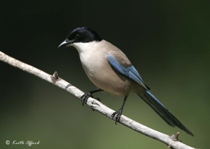Iberian Magpie