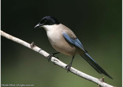 Azure-winged Magpie