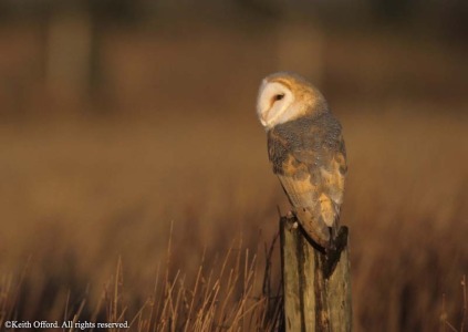 Barn Owl