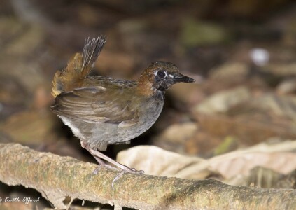 Black-faced Ant-thrush