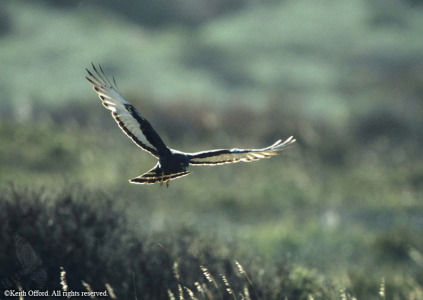 Black Harrier