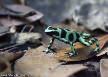 Black and Green Poison Dart Frog