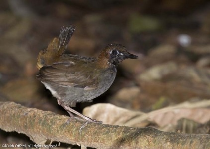 Black-faced Ant-thrush