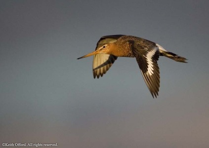 Black-tailed Godwit