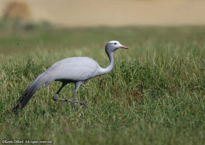 Blue Crane