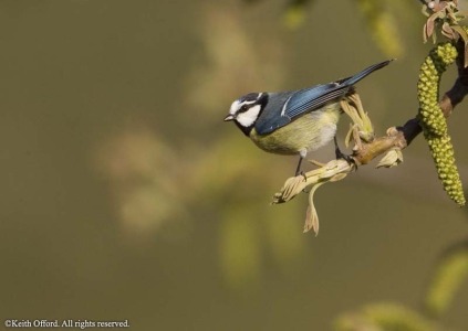 Blue Tit