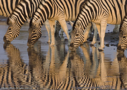 Burchell's Zebra drinking