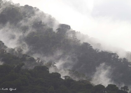 Cloudforest