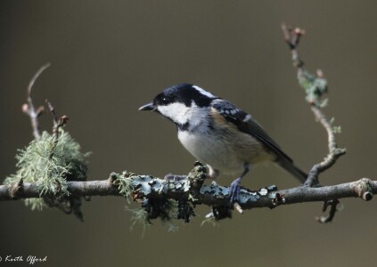 Coal Tit