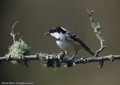 Coal Tit