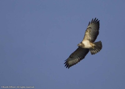 Common Buzzard
