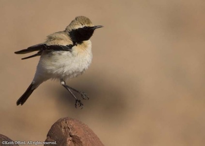 Desert Wheatear