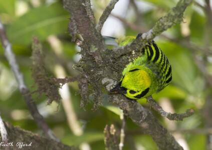 Emerald Tanager