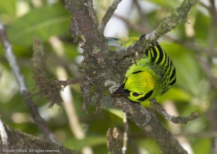 Emerald Tanager