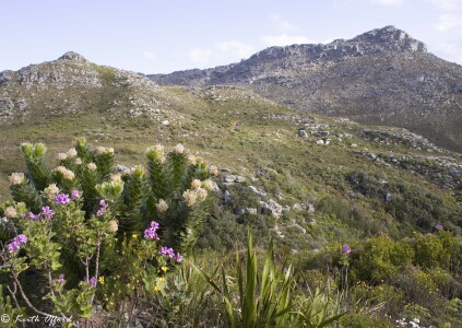 Fynbos