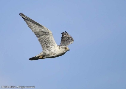 Gyr Falcon female pale morph