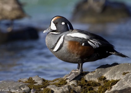 Harlequin Duck