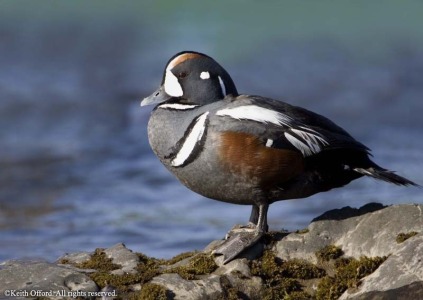 Harlequin Duck