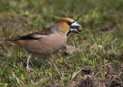 Hawfinch