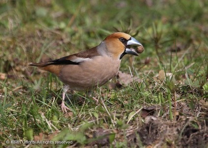 Hawfinch