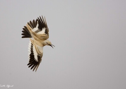 Hoopoe Lark