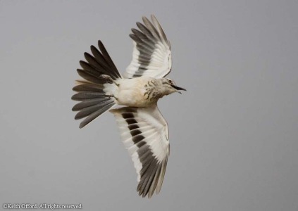 Hoopoe Lark