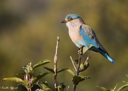 Indian Roller