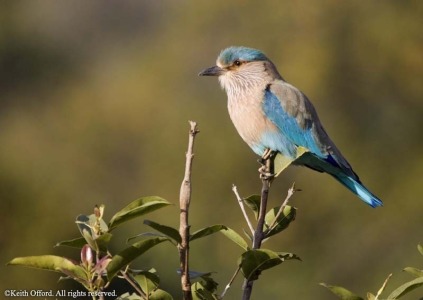 Indian Roller