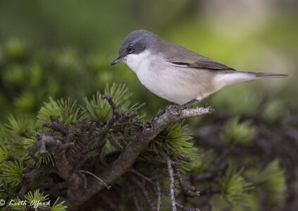 Lesser Whitethroat