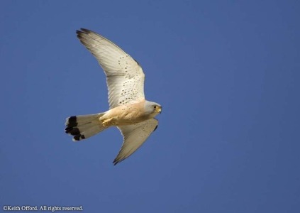 Lesser Kestrel 1