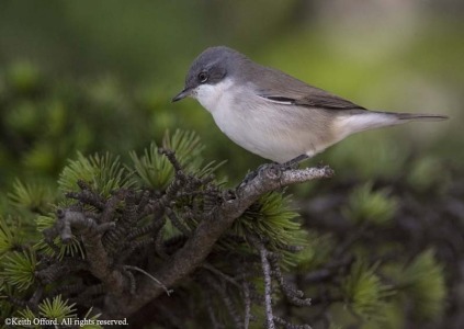 Lesser Whitethroat