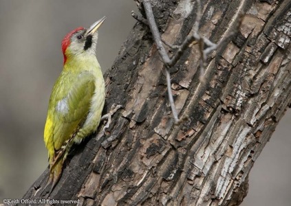 Levaillant's Woodpecker