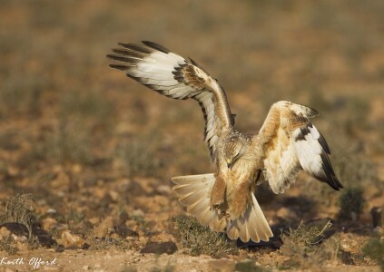 Long-legged Buzzard