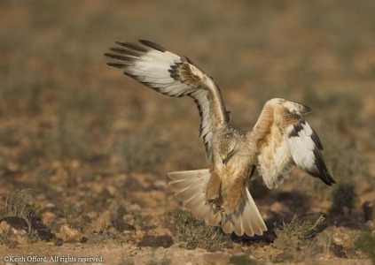 Long-legged Buzzard