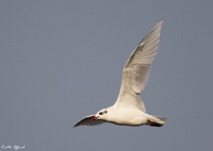 Mediterranean Gull