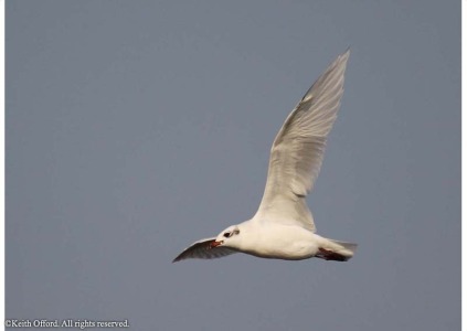 Mediterranean Gull