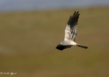 Montagu's Harrier adult male