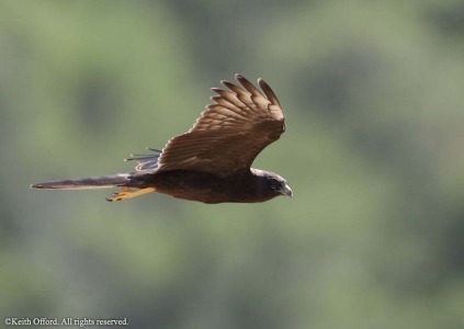 Montagu's Harrier dark morph