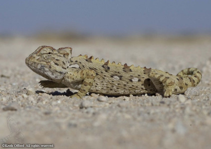 Namaqua Chameleon