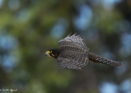 New Zealand Falcon 2