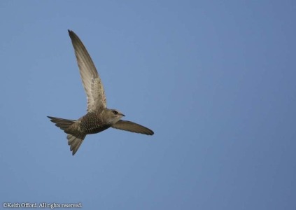 Pallid Swift