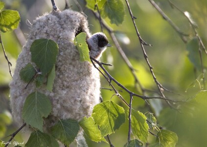 Penduline Tit