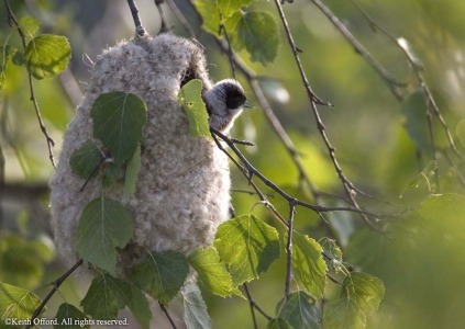 Penduline Tit